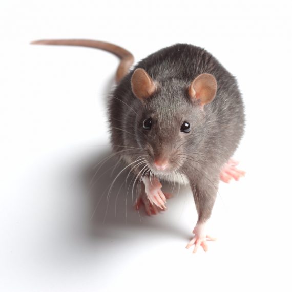 Rats, Pest Control in Ashford, TW15. Call Now! 020 8166 9746