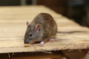 Rodent Control, Pest Control in Ashford, TW15. Call Now 020 8166 9746