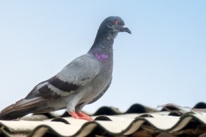 Pigeon Control, Pest Control in Ashford, TW15. Call Now 020 8166 9746