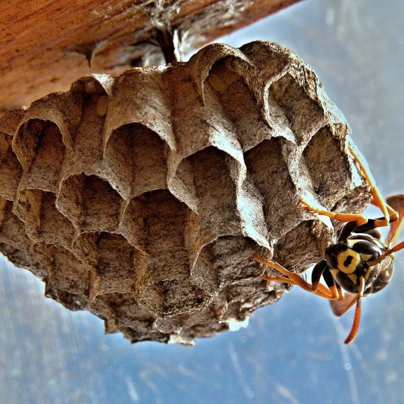 Wasps Nest, Pest Control in Ashford, TW15. Call Now! 020 8166 9746