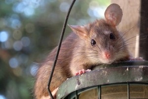 Rat extermination, Pest Control in Ashford, TW15. Call Now 020 8166 9746