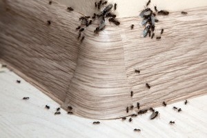 Ant Control, Pest Control in Ashford, TW15. Call Now 020 8166 9746
